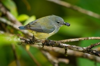 Kvetozob horsky - Dicaeum monticolum - Black-sided Flowerpecker o5862